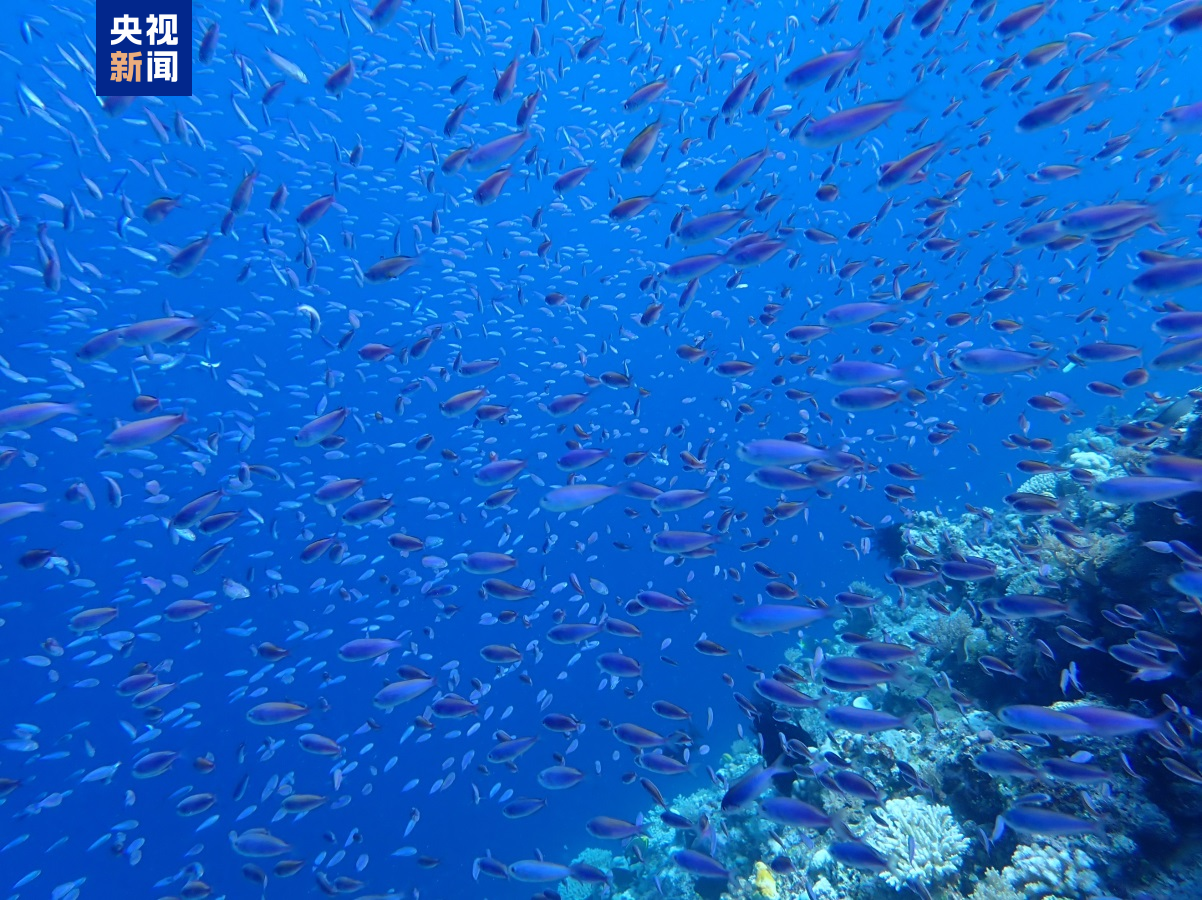 探索海草生态与科技融合之旅，最新海草网30日概览