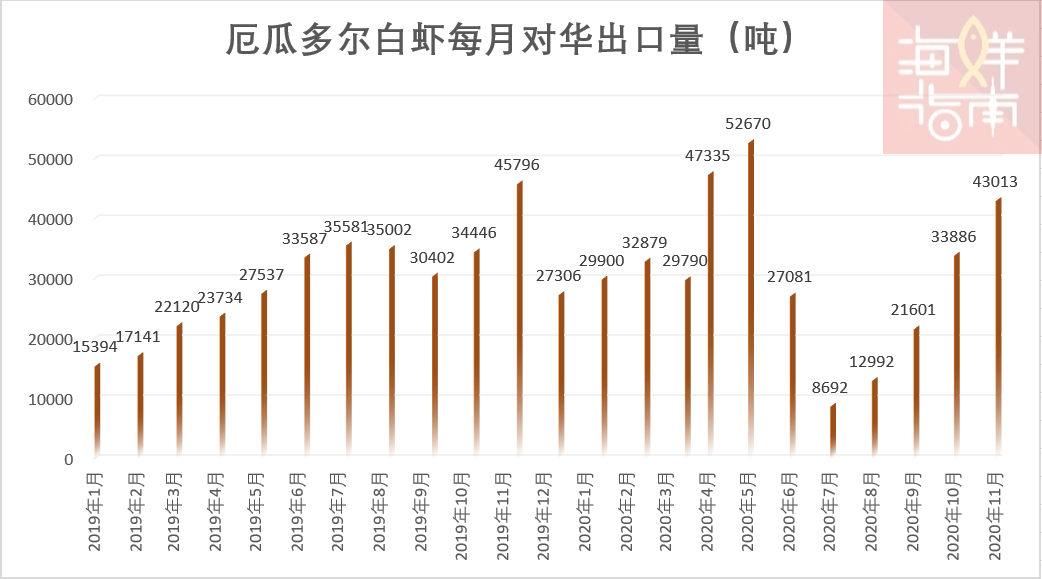 11月厄瓜多尔虾市场动态及购买指南，掌握最新消息，选购无忧